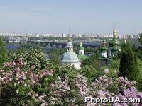 Кусты сирени в Киевском ботаническом саду