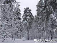 Первый снег в лесу