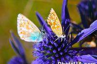 Бабочка Голубянка Аргус, или Большой Аргус (Plebejus argus)