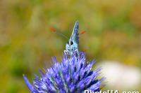 Бабочка Голубянка Аргус, или Большой Аргус (Plebejus argus)