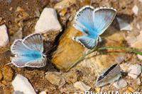 Бабочка Голубянка Аргус, или Большой Аргус (Plebejus argus)