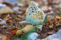Бабочка Голубянка Аргус, или Большой Аргус (Plebejus argus)