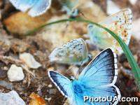 Бабочка Голубянка Аргус, или Большой Аргус (Plebejus argus)